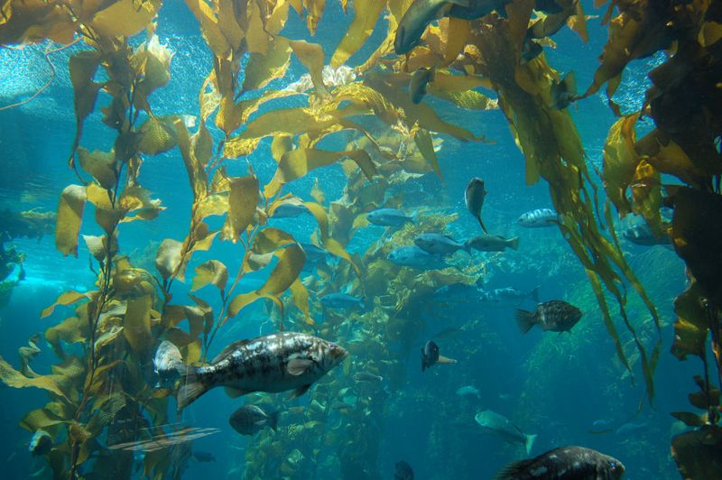 暖化助草食熱帶魚擴張領海 海藻森林遭啃食
