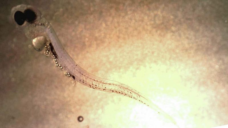 小魚吃塑膠研究「不誠實」 國際期刊撤稿
