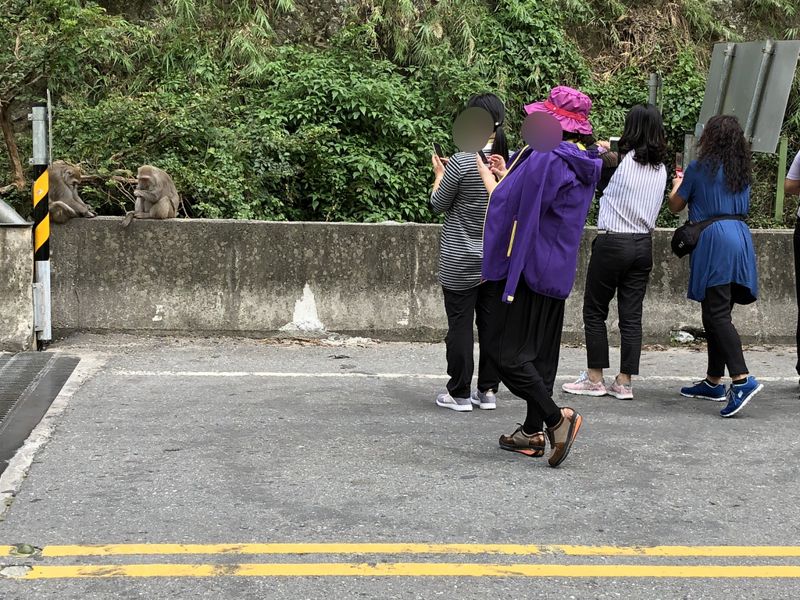 登仙橋獼猴絕育2年破百隻 餵食行為不停止 只能繼續絕育