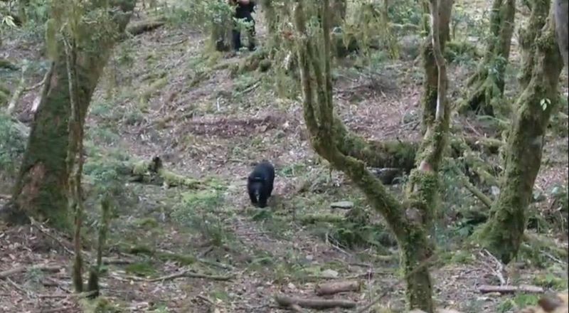 台東廣原小熊頸圈定位發報 顯示野放生活規律