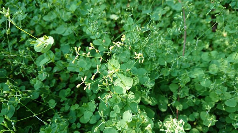 《山林書籤：一位生態學家的山居記事》陳玉峯談菁芳草的黏功