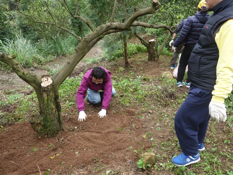 春意盎然 海梨柑樹下親施肥 台燿初體驗