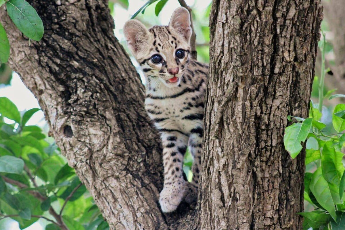 鸚鵡、吼猴和凱門鱷都吃 墨西哥豹貓面臨什麼危機？