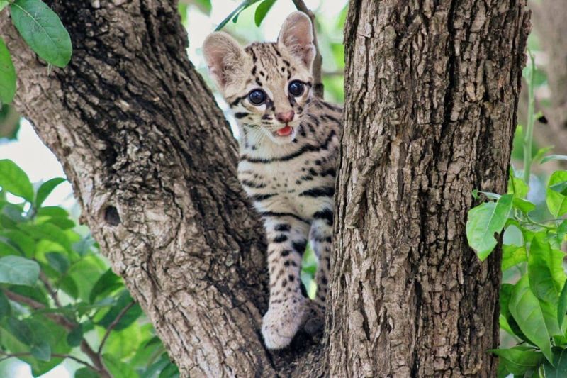 鸚鵡、吼猴和凱門鱷都吃 墨西哥豹貓面臨什麼危機？