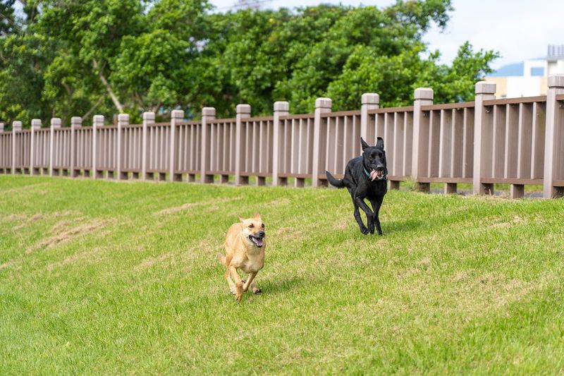 野生動物保育團體：針對「8月23日特定區域遊蕩犬侵擾改善計畫研商會議」會後聲明