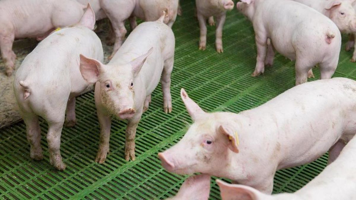 畜牧發展如何兼顧動物福利? 看德國如何透過「友善畜牧」壯大國家競爭力