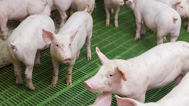 畜牧發展如何兼顧動物福利？ 看德國如何透過「友善畜牧」壯大國家競爭力