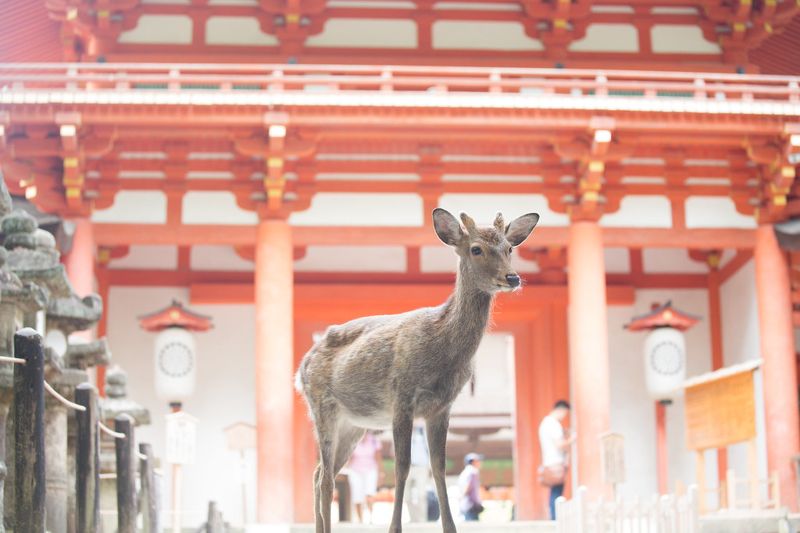 武漢肺炎疫情影響奈良鹿? 愛鹿協會:野生植物才是主食 鹿沒人餵不會餓死