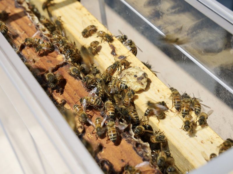 溫室瓜果蜜粉源不足 台大開發「無蜂王」授粉技術領先全球
