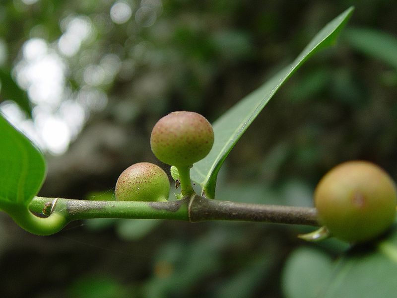 以豬為名的植物：山豬枷