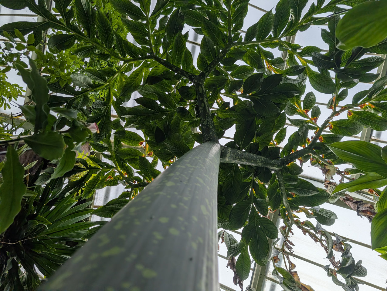 泰坦魔芋的一片葉子像一棵樹般高大。攝影:黃易凡