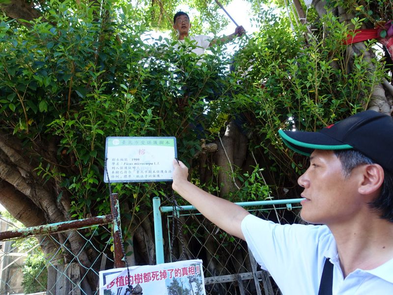 肉身護樹破百小時 幸町百年老榕斷根工程暫停