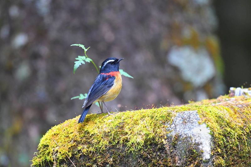 新手賞鳥必裝APP eBird、Merlin雙神器 手機軟體就是線上圖鑑