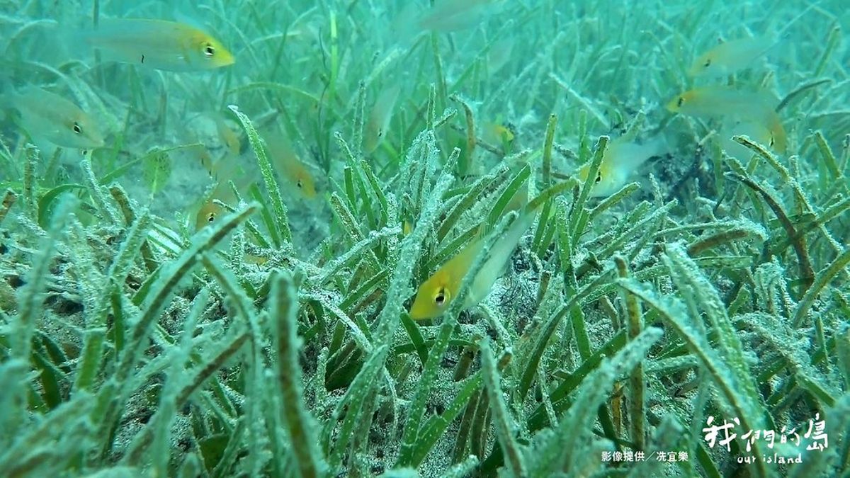 澎湖海草復育：給海洋生物一個家