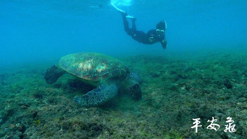 追尋海龜的軌跡 仍充滿許多問號的動物