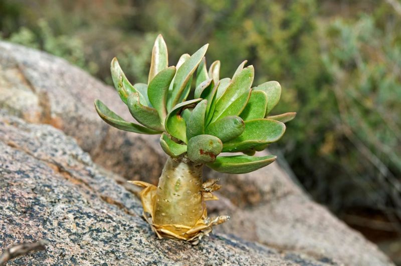 「多肉植物熱潮」助長非洲南部非法盜採