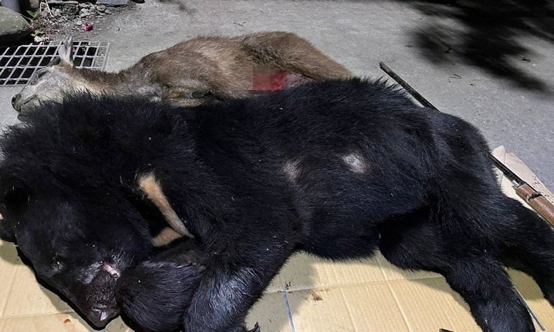 兩年多四隻台灣黑熊遭獵殺 屏檢依違反《野保法》起訴九名霧台鄉民