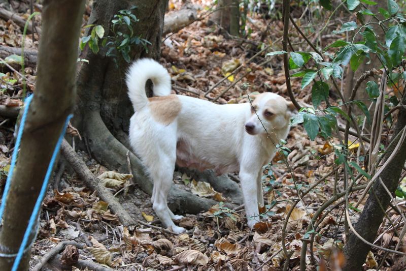 遊蕩犬貓逐年增 野生動物傷亡、染病 為生存上演「互相傷害」