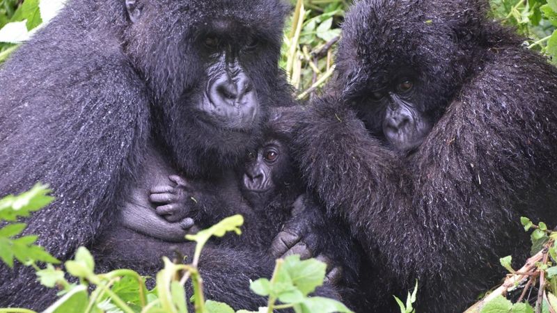族群增加、棲地不夠 山地大猩猩「保育有成」卻爆寄生蟲感染