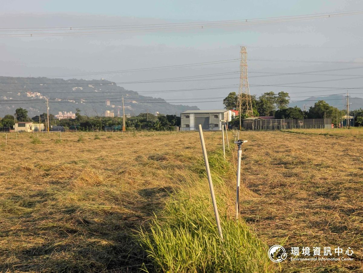 500公頃南科沙崙園區環評明登場 草鴞生態調查首度揭露 開發與保育如何平衡？