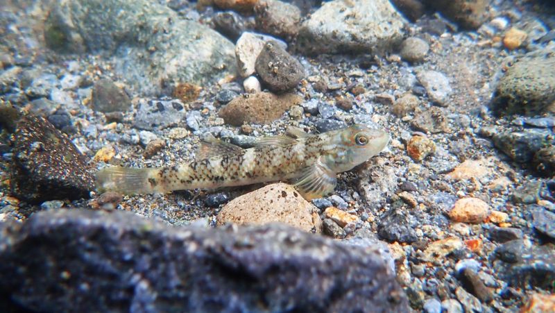 「要相信公民科學」 熱愛淡水魚素人提案 「蘭嶼吻鰕虎」成功列二級保育類