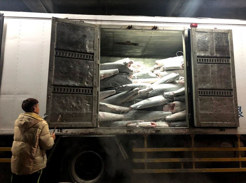 漁船為魚鰭罔顧禁令 盜捕黑鯊3261隻共30噸遭查獲