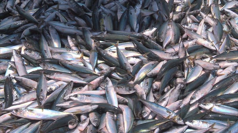 重返魚湧之海 鯖魚找生路
