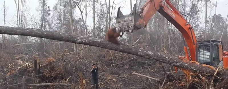 IUCN:棕櫚油破壞生態,但替代方案可能更糟