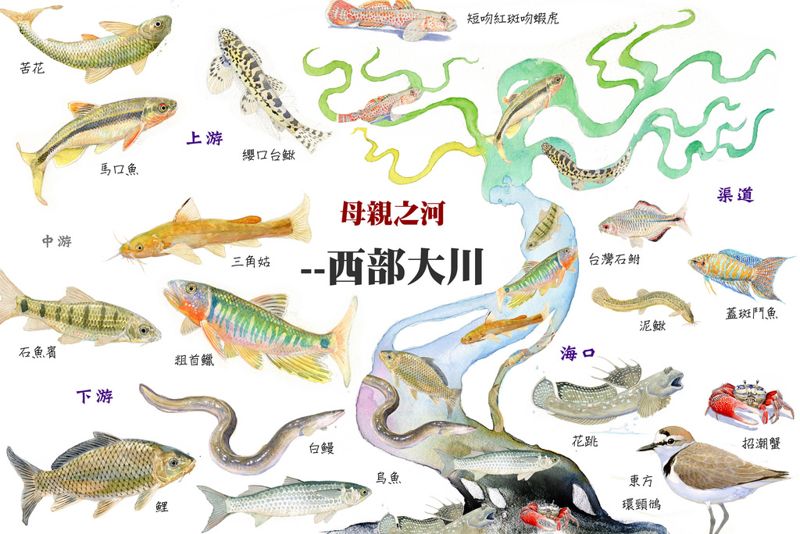 無數生命構出西部大川的色彩 與溪神同行（下）