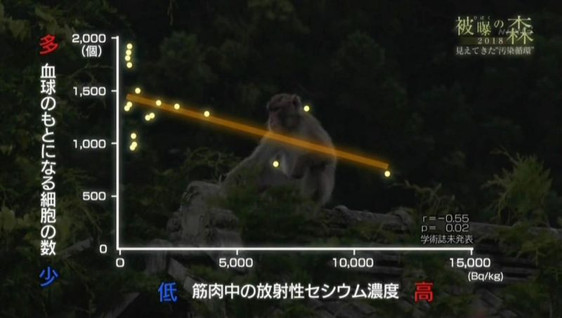 核污染進入鳥類腦部 福島最新動植物被曝研究