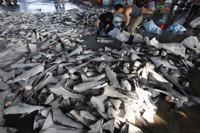 英國NGO揭我國魚翅加工「不可告人秘密」 漁業署：均符合國際規範