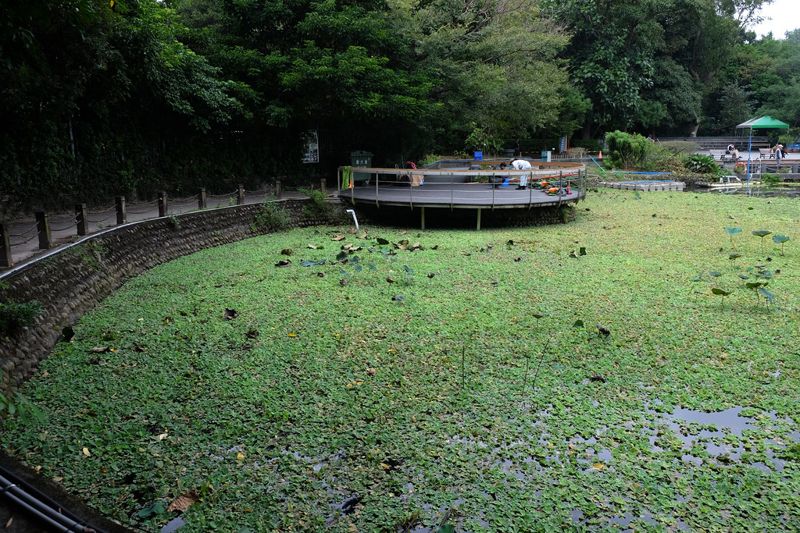 優力訪台北植物園 協助移除外來種水芙蓉