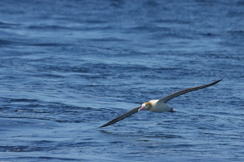 海鳥：終生漂泊大海只有繁殖期登陸 認識台灣三種信天翁