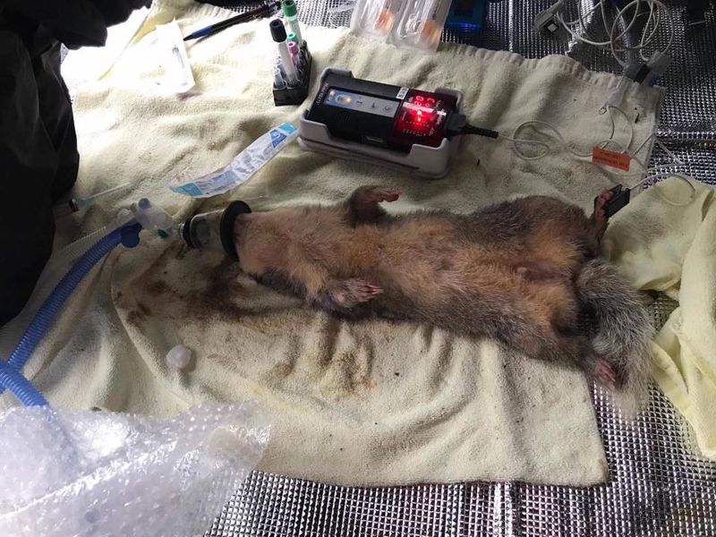 屏氣凝神一瞬間——麻醉與捕捉現場 看不見的獸醫專業