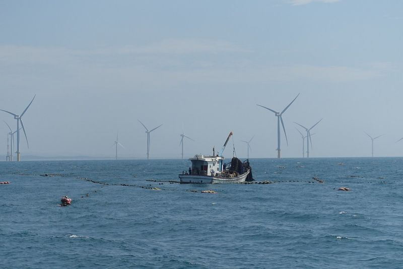 海大發布全台首份離岸風電船隻護鯨守則 「三不四要」守護海洋