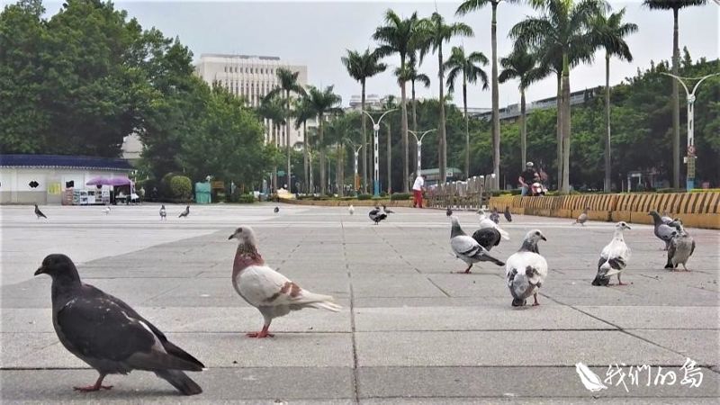 都會粉鳥鄰 外來種野鴿問題多 源頭減量、管理待加強