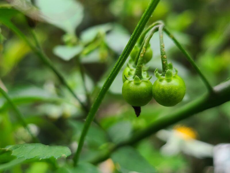 是美味佳餚也是有毒植物 道地野菜——光果龍葵