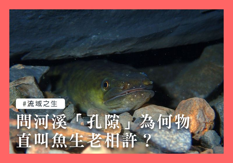 問河溪「孔隙」為何物，直教魚生老相許？