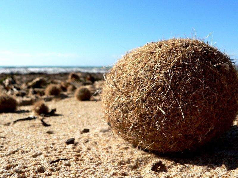 海草球中有奧秘 研究：地中海海草床每年「收集」近9億件塑膠垃圾