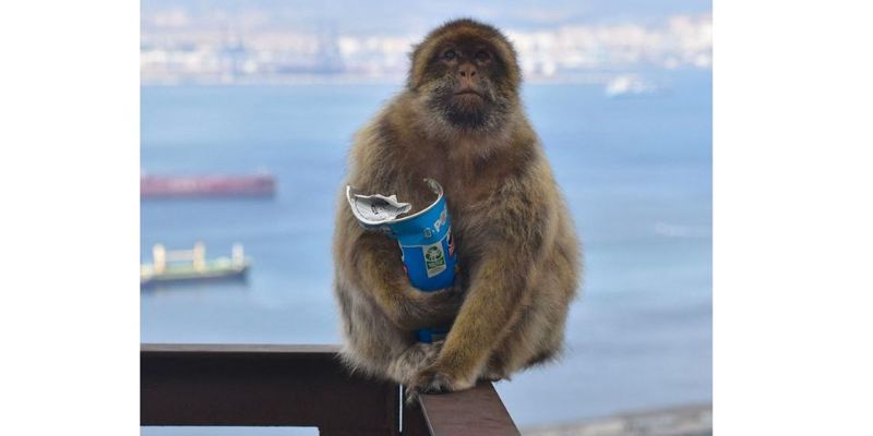 遊客愈多、猴子越愛吃土 歐洲唯一野生獼猴為何患上「食土癖」？