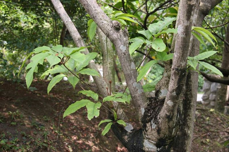 童趣記憶都回來了 多重用途的「江某」人鳥都愛