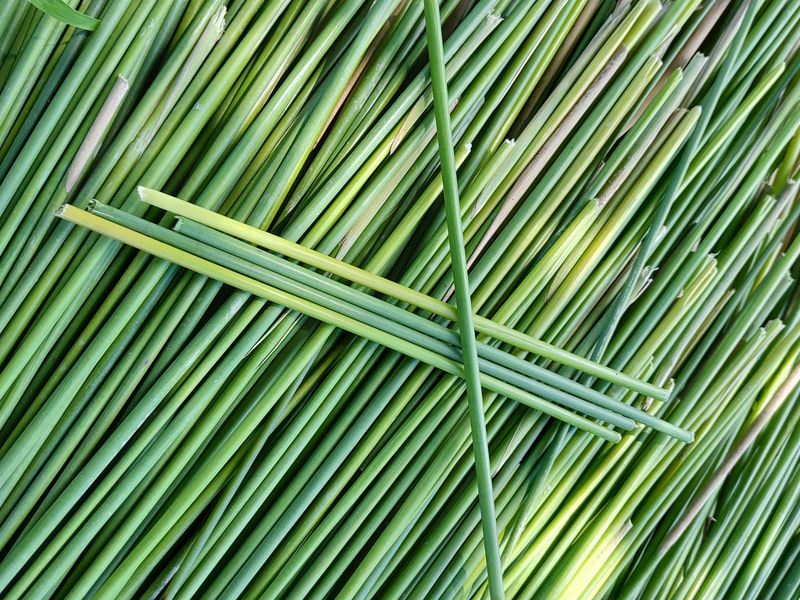 這根吸管草做的 新創團隊為限用吸管政策提供新選擇