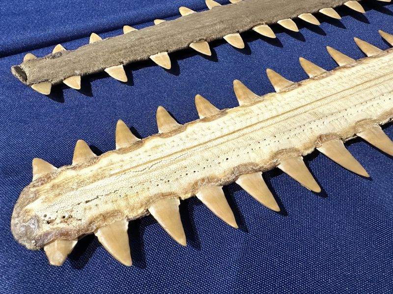 極危「鋸鰩」台灣30年無蹤 竟查獲市值逾百萬鯊魚劍