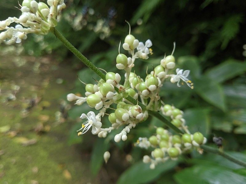 帶有粗鉤毛的林下小白花——杜若