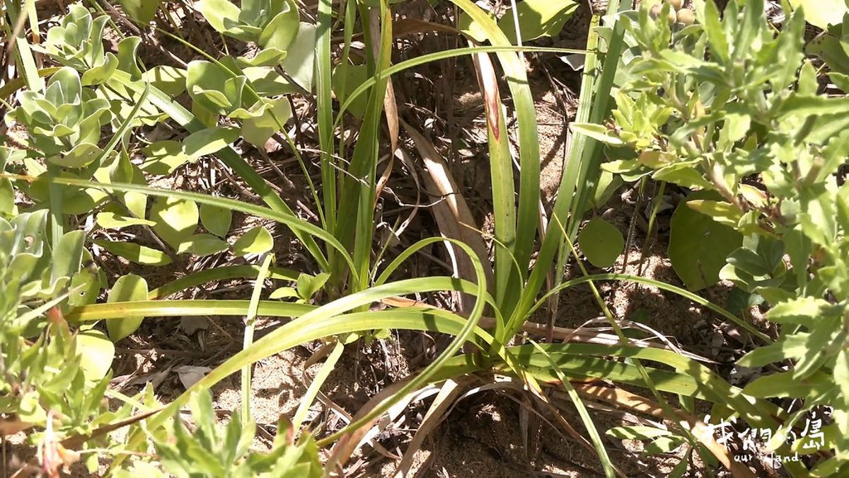 極危植物海米生存戰：一場跨界合作的保育行動