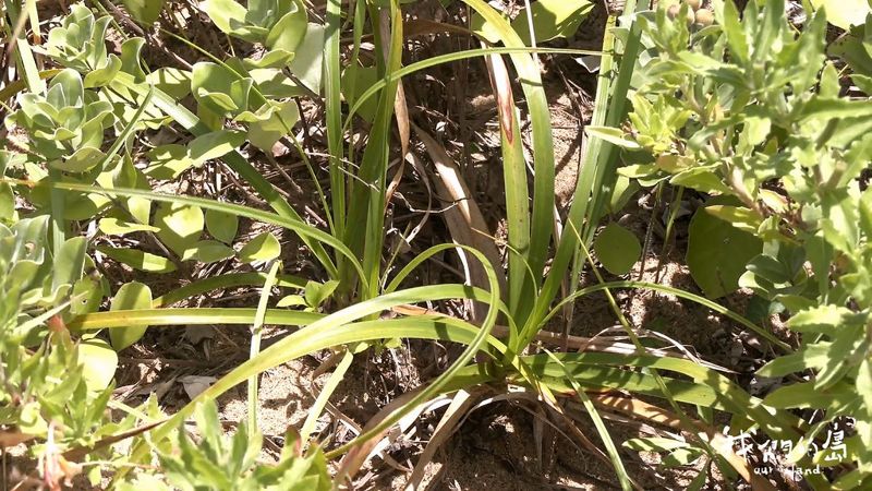 極危植物海米生存戰：一場跨界合作的保育行動