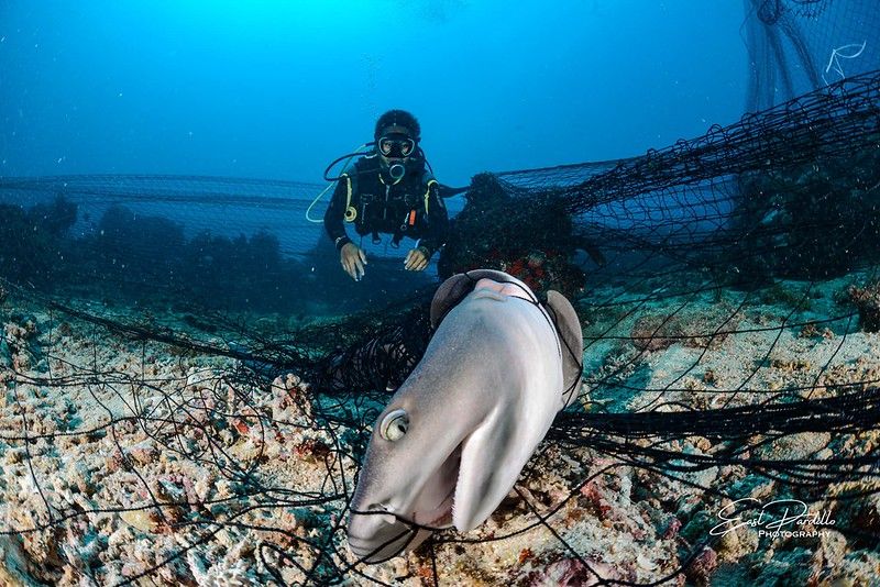菲律賓海洋保護區內 潛水員直擊珍稀鯊魚被漁網纏繞死亡