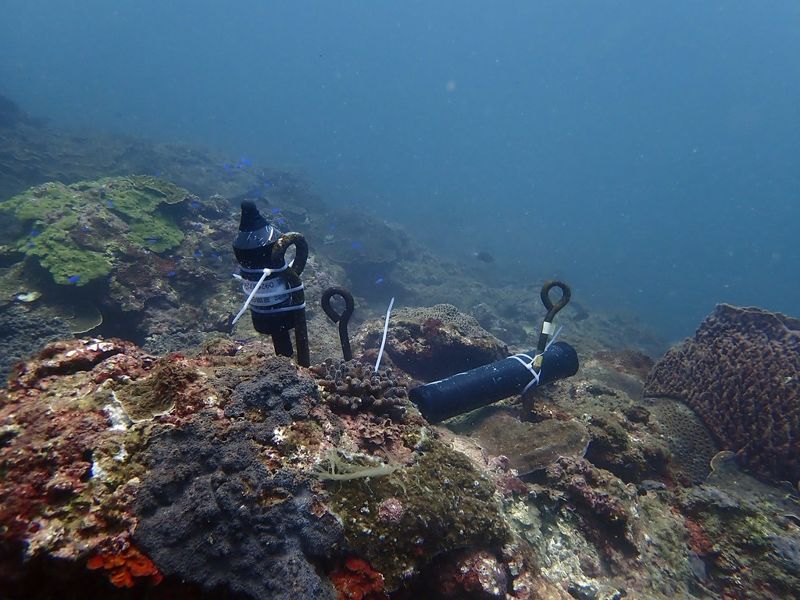 海域生態調查先期報告出爐 環境DNA檢測台灣海峽魚種230種最多