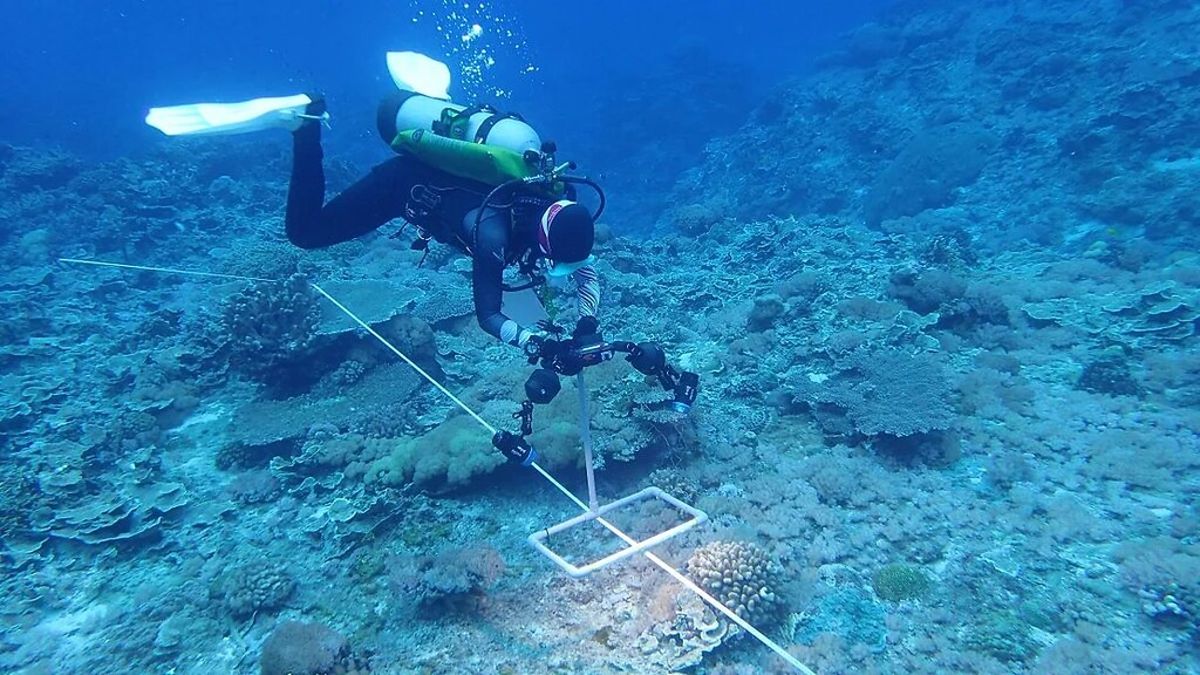 離島給本島的啟示，從珊瑚保育到能源自主——【LTSER綠島站】