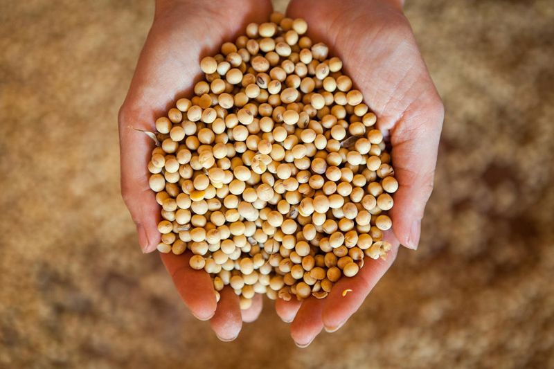 誰在種豆毀林？ 環團首創大豆貿易商評分表 確保森林零砍伐